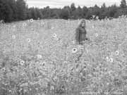 Девушка в подсолнухах (88 Кб)