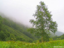 Камчатский фотопейзаж. В тумане